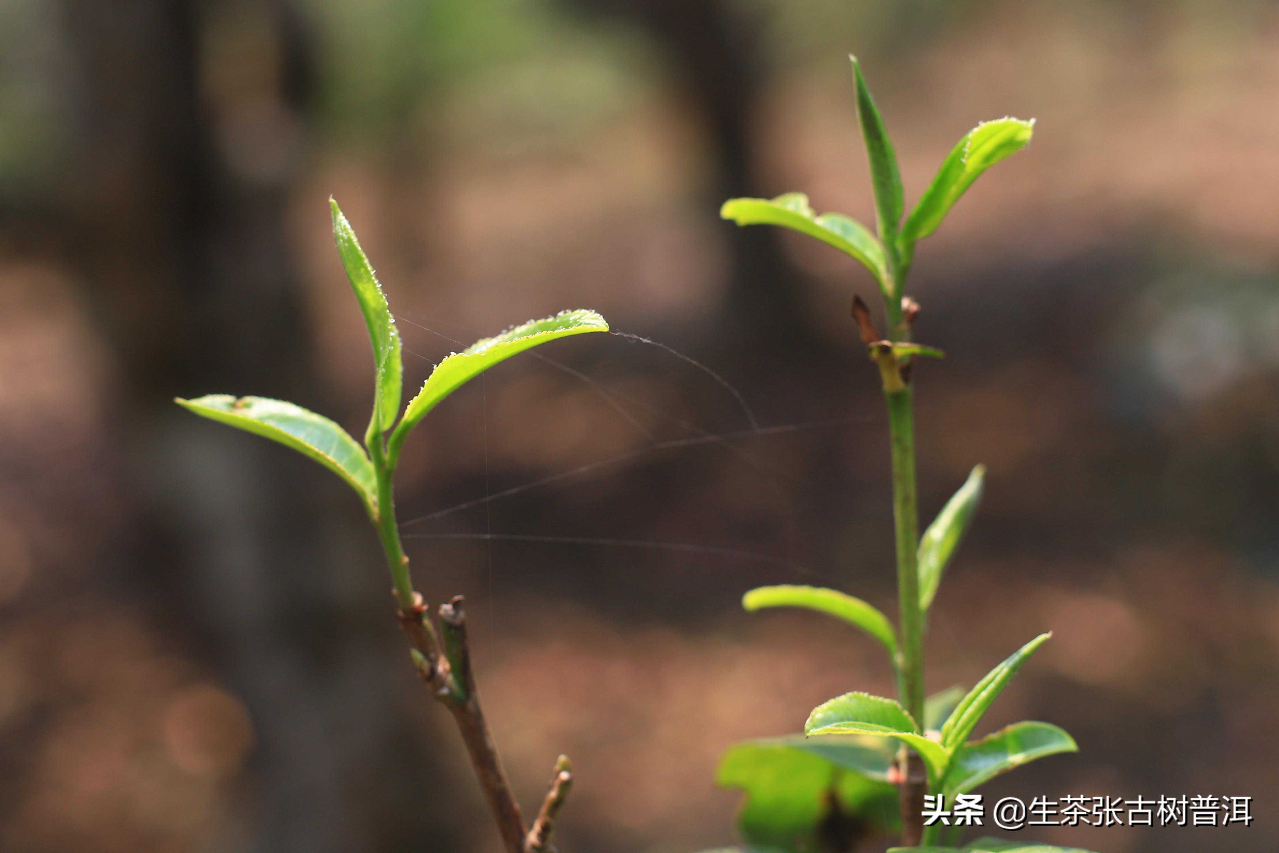 簡(jiǎn)述：普洱茶知識(shí)（產(chǎn)地、形態(tài)特征、生長(zhǎng)環(huán)境），值得收藏