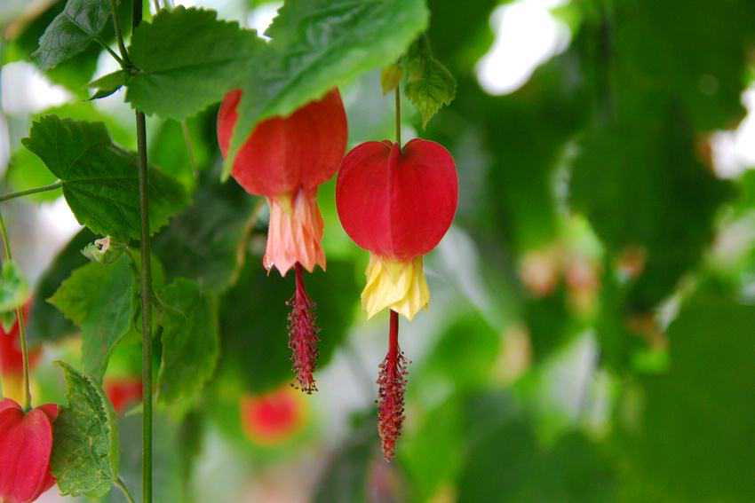 這18種高顏值的花草，一年開花300多天，文附養(yǎng)護(hù)簡(jiǎn)介（收藏）
