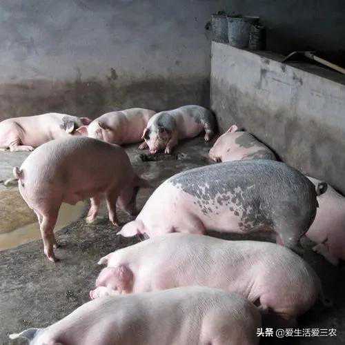 給養(yǎng)豬戶的幾點(diǎn)建議，看懂了年入幾十萬(wàn)真不難，建議收藏！