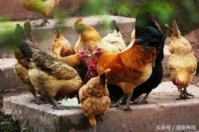 養(yǎng)雞秘訣：古人積累的養(yǎng)雞經(jīng)典增蛋方，養(yǎng)雞人收藏一下吧